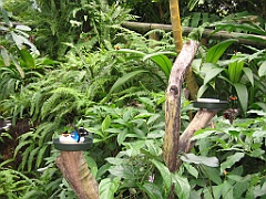 102 Kuranda Butterfly Sanctuary